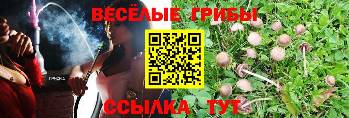 Галлюциногенные грибы Psilocybe Троицк